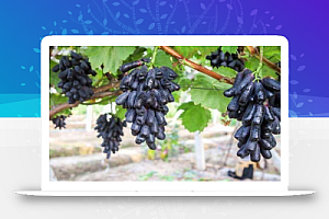 隐藏在农村里的创业项目,种植此树,市场好,效益好,前景广阔