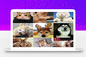 萌宠短视频合集