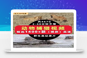 动物捕猎打斗厮杀短视频素